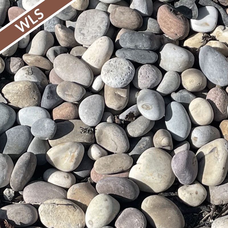 Pebbles Peacock (East)